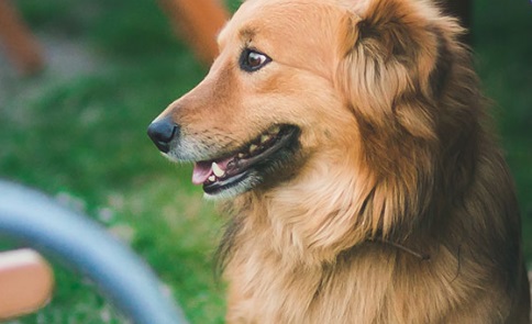 עולם הכלבים של תומר | חיבור בין אנשים וכלבים